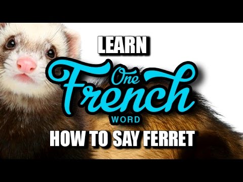 Learn one French word - How to say - Ferret