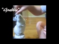 Chinchilla tricks 3 