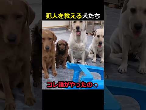 犯人を教える犬たち