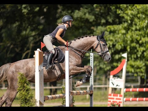 FOR SALE - 2019 mare by Hickstead White - FRANCIS show debut