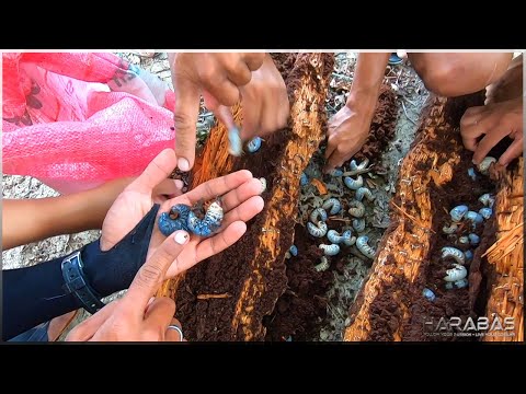 EP473-Part 1 - Uok Challenge | Kakayanin Ba Nila? | Occ. Mindoro