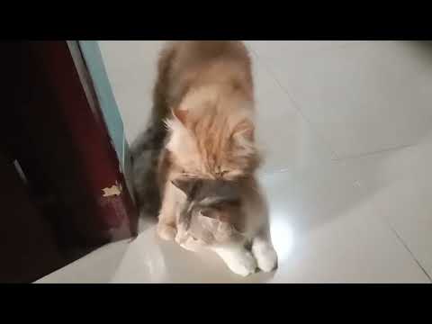 Lagi ! Kucing Terciduk Wikwik di depan Anak Anak nya