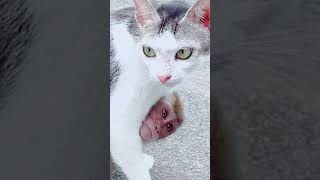 Download lagu kucing dan monyet bersahabat #funny #cat #monkey mp3