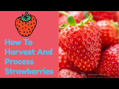 Amazing  Hydroponic Technology For Harvesting And Producing Of Strawberries |Modern Agriculture|