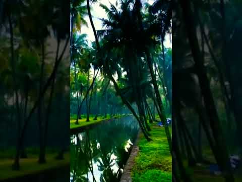 Sithara krishnakumar#Arutharuthu#Nature video#shorts#pookkaalam