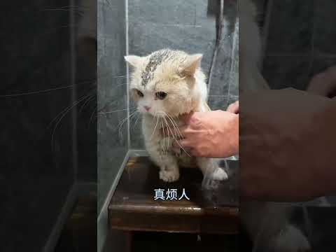 【是大郎啊】谁家小猫这么爱埋汰