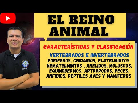 EL REINO ANIMAL, COMO SE CLASIFICAN, VETEBRADOS, INVERTEBRADOS, PORIFEROS, ANELIDOS, CNIDARIOS, ETC.