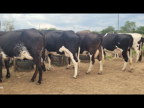 MOSTRANDO UM CURRAL DE VACAS LEITEIRA DE QUALIDADE ! ITAIBA PE 18/02/2026
