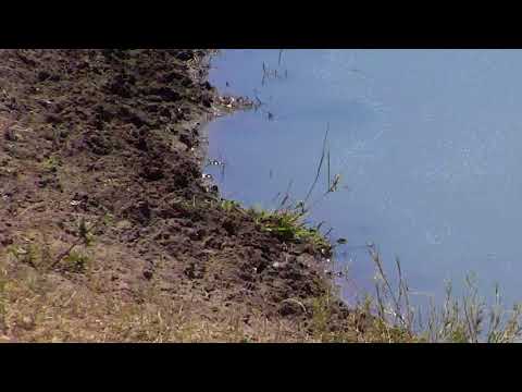 Djuma: Baby Monitor Lizard being watched by Blacksmith Lapwing  - 12:51 - 09/10/18