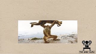 Shellac, &quot;Dude Incredible&quot; Album Review - New Music Monday