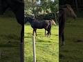 Pferdekoppel Und Pferde Mit Schwarzer Stute Und Falbe Fohlen Im Abendlicht Pferde Shorts Life
