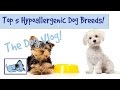 Top 5 Hypoallergenic Dog Breeds!