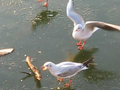 Pescarusii pe lacul inghetat, duminica 18 decembrie 2016