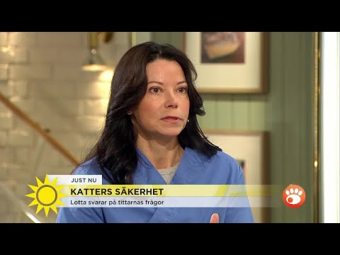 , title : 'Här är vanliga misstaget som kan döda din katt  - Nyhetsmorgon (TV4)'