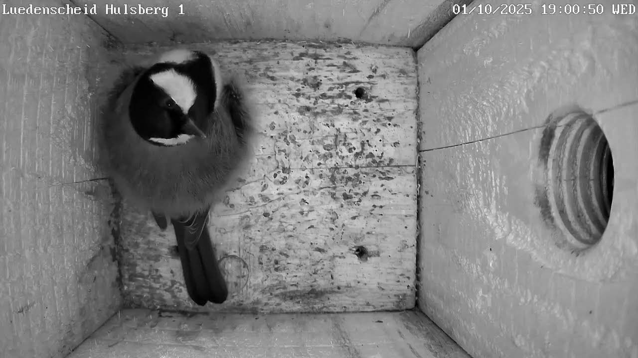 Gaga-Kohlmeise kommt zum Schlafen in den Nistkasten | 01.10.2025