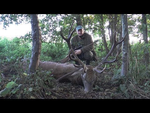 Hirsch bei der ersten Frühpirsch erlegt -  Masuren!
