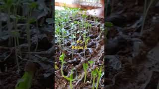 Download lagu Kegiatan P5 Kelas 5 - SDN Kasihan Lendah #p5 mp3 Download lagu Kegiatan P5 Kelas 5 - SDN Kasihan Lendah #p5 mp3