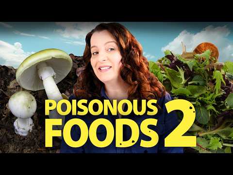 Toxic Food 2 Mushroom Trial | How To Cook That Ann Reardon