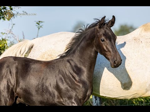 SOLD: Stallion 2021 - Diarado x Casco x Landgraf I