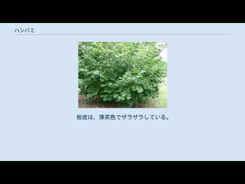 園芸 ハシバミ、ハシバミ
