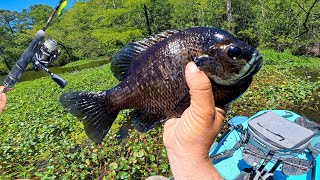 UNCUT (mostly) | Micro Jigs vs. Bait - JUMBO Panfish & So Much More
