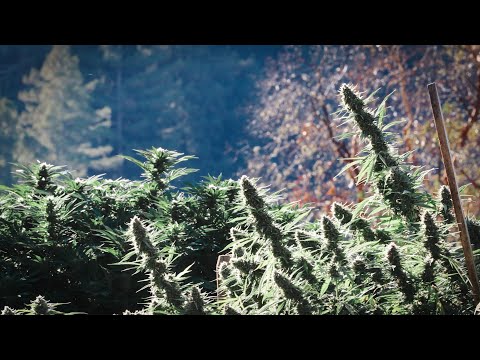 The Bohemian Chemist, Mendocino Sungrown Cannabis