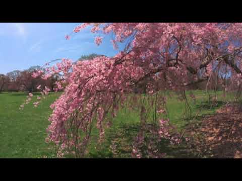 Spring in the Air at Planting Fields Arboretum, Oyster Bay, NY