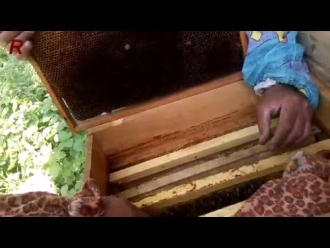 Скоро цветение акация на апиулье