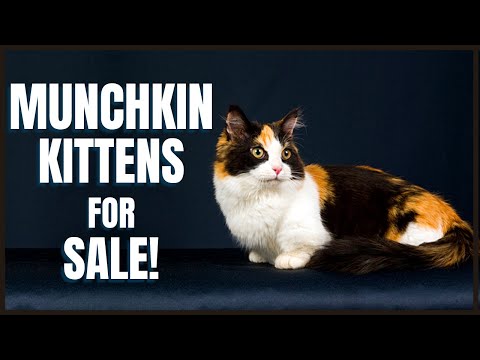 Munchkin Cat for Sale!