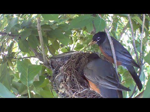 American Robin Nest 2022 - Attacked by a Crow :(