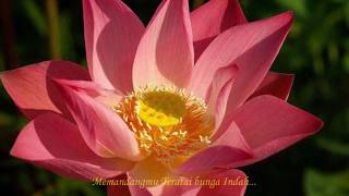 Download lagu Teratai - SWEET CHARITY ~lirik~ mp3 Download lagu Teratai - SWEET CHARITY ~lirik~ mp3