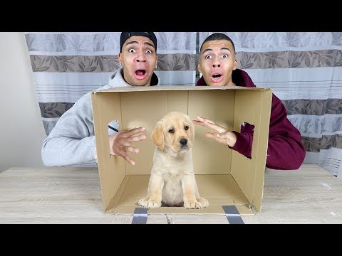 WAS IST IN DER BOX CHALLENGE EXTREM 3 !!! (LEBENDE TIERE) | Kelvin und Marvin