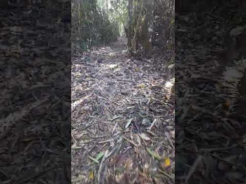 Camino carrosable a mi fundo de 2 kms purus ucayali