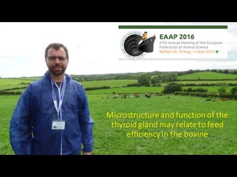 Thyroid function and structure: basics physiology and applications in cattle husbandry