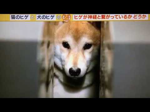 猫のヒゲを切ってもらえますか?