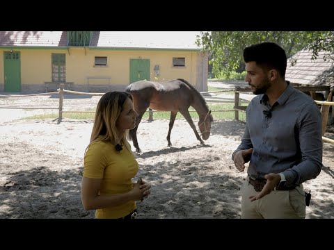 Minden napra lovaskultúra - Bevezetés a galopp világába /Bihari Alexandra/ (68. rész)