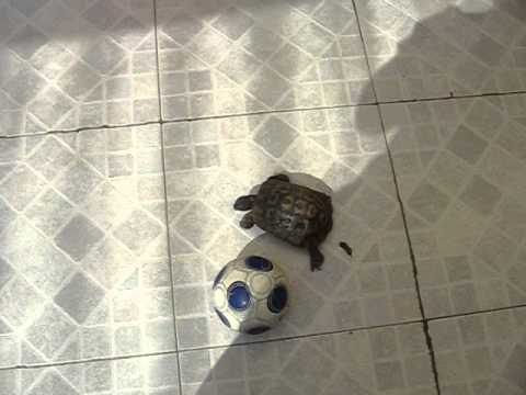 YouTube Video ujitn7OOy7A