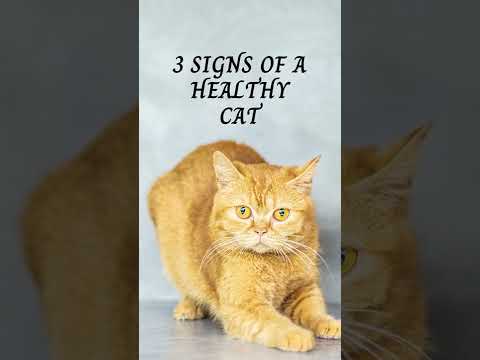 3 Signs of a Healthy Cat!
