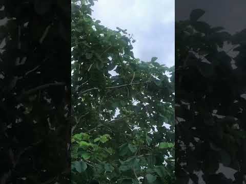 Pequi de Goiás na chácara das flores, que fica em Porto Velho/RO.