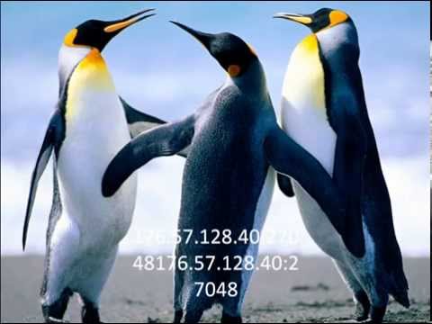 Nej Pisnička The-Nycer-Feat-Taleen,-Jagwa-&-Iron-Snap---Where-You-Wanna-Go-