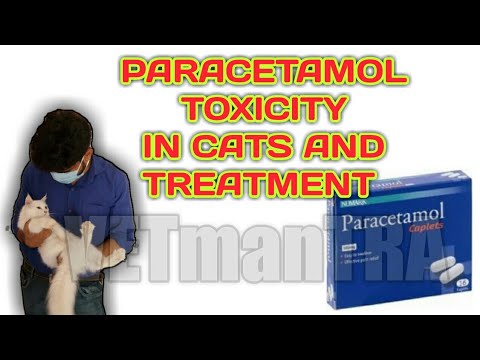 paracetamol toxicity and treatment in cats