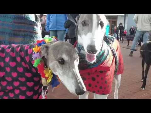 Great Global Greyhound Walk Wellington 2018