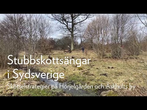 Stubbskottsängar i Sydsverige. Skötselstrategier på Hörjelgården och Äskhults by