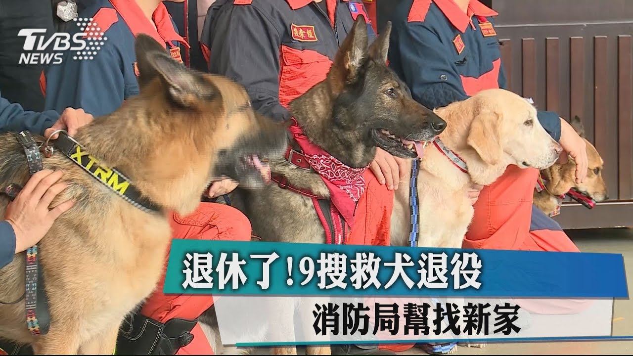 退休了!9搜救犬退役 消防局幫找新家