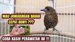 Download lagu CARE OF THE RING / CINGCOANG MATERIAL TO MAKE IT SOUND QUICKLY!! 🐦 mp3