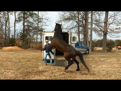 YouTube video about: How to get a horse to load in trailer?