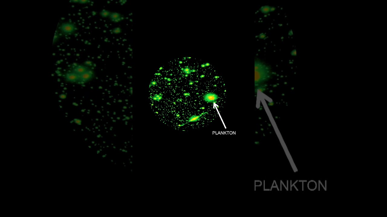 What you didn't know about viruses in the ocean #shorts #tedx