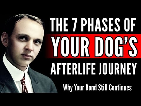 Edgar Cayce Revealed: The 7 Phases of Your Dog’s Afterlife Journey — Why Your Bond Still Continues