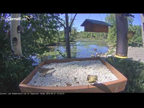 Finch-tastic Day at the Cornell Feeders – Sept. 21, 2016