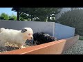Miniature Poodle dogs for sale: Regan - Video 1